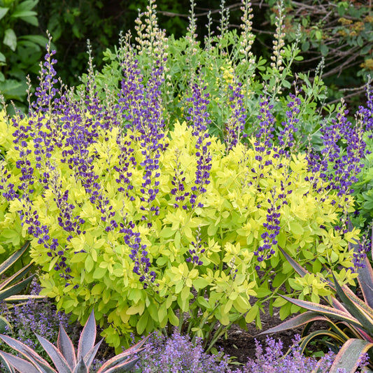 Baptisia 'Golden Anniversary' (False Indigo)