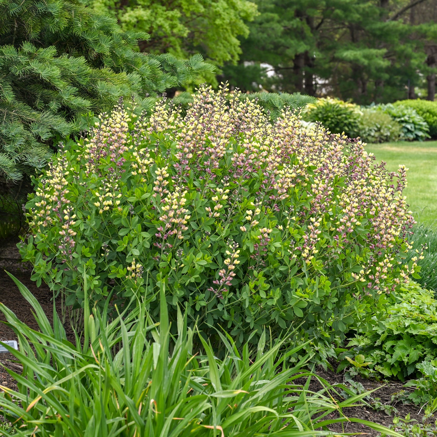 Baptisia 'Pink Lemonade' (False Indigo)