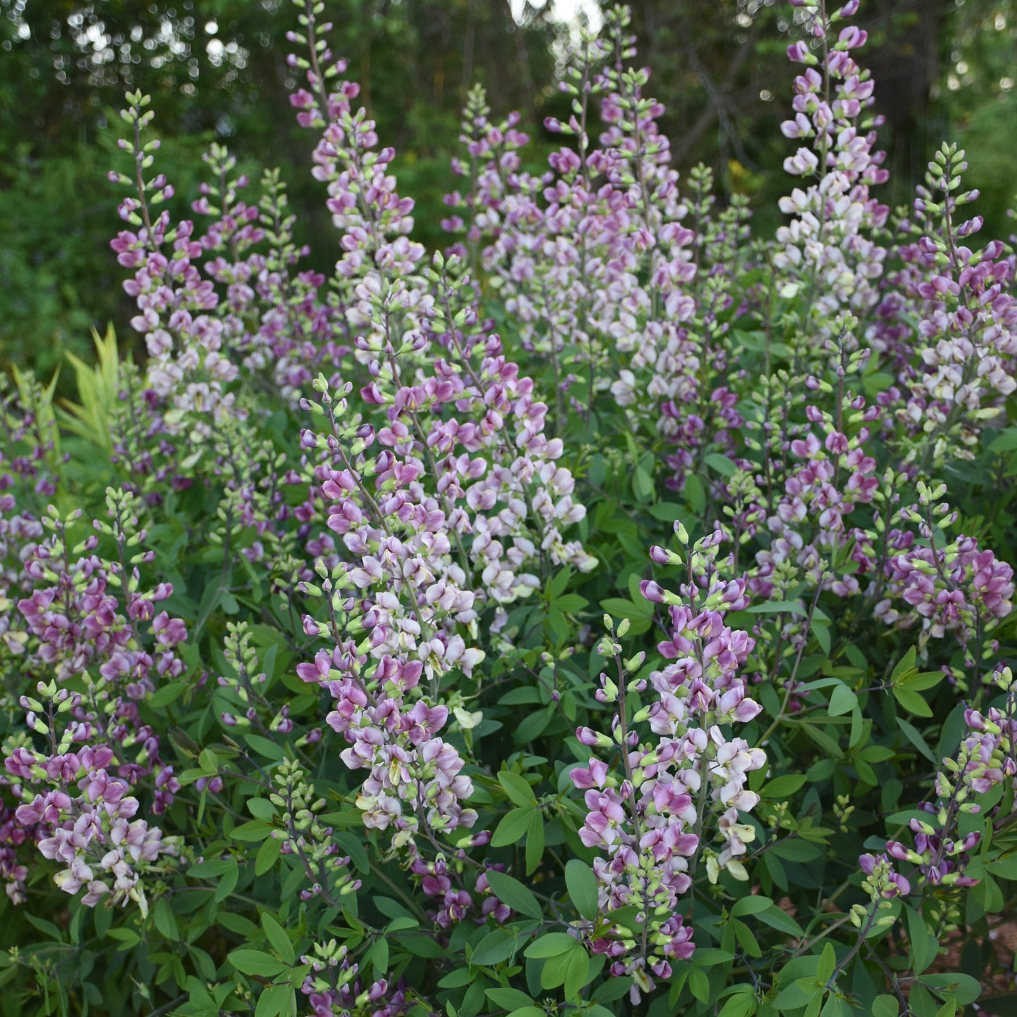 Baptisia x 'Plum Rosy'