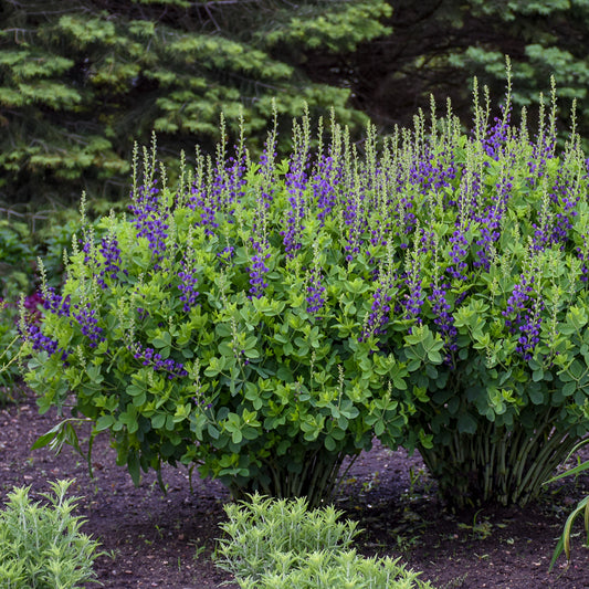Baptisia 'Sparkling Sapphires' (False Indigo)