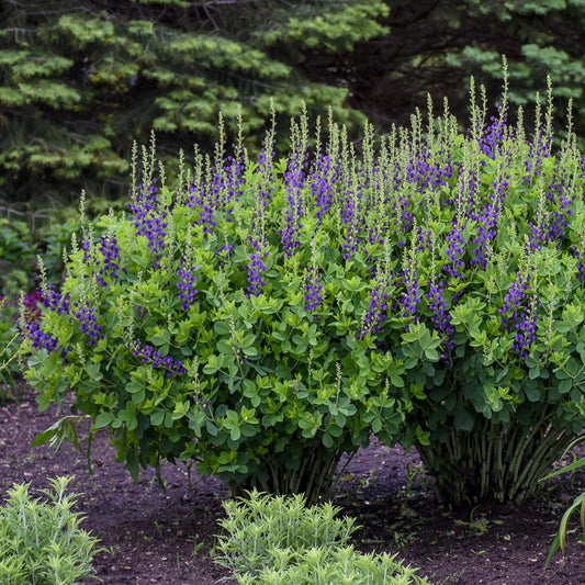 Baptisia 'Sparkling Sapphires'