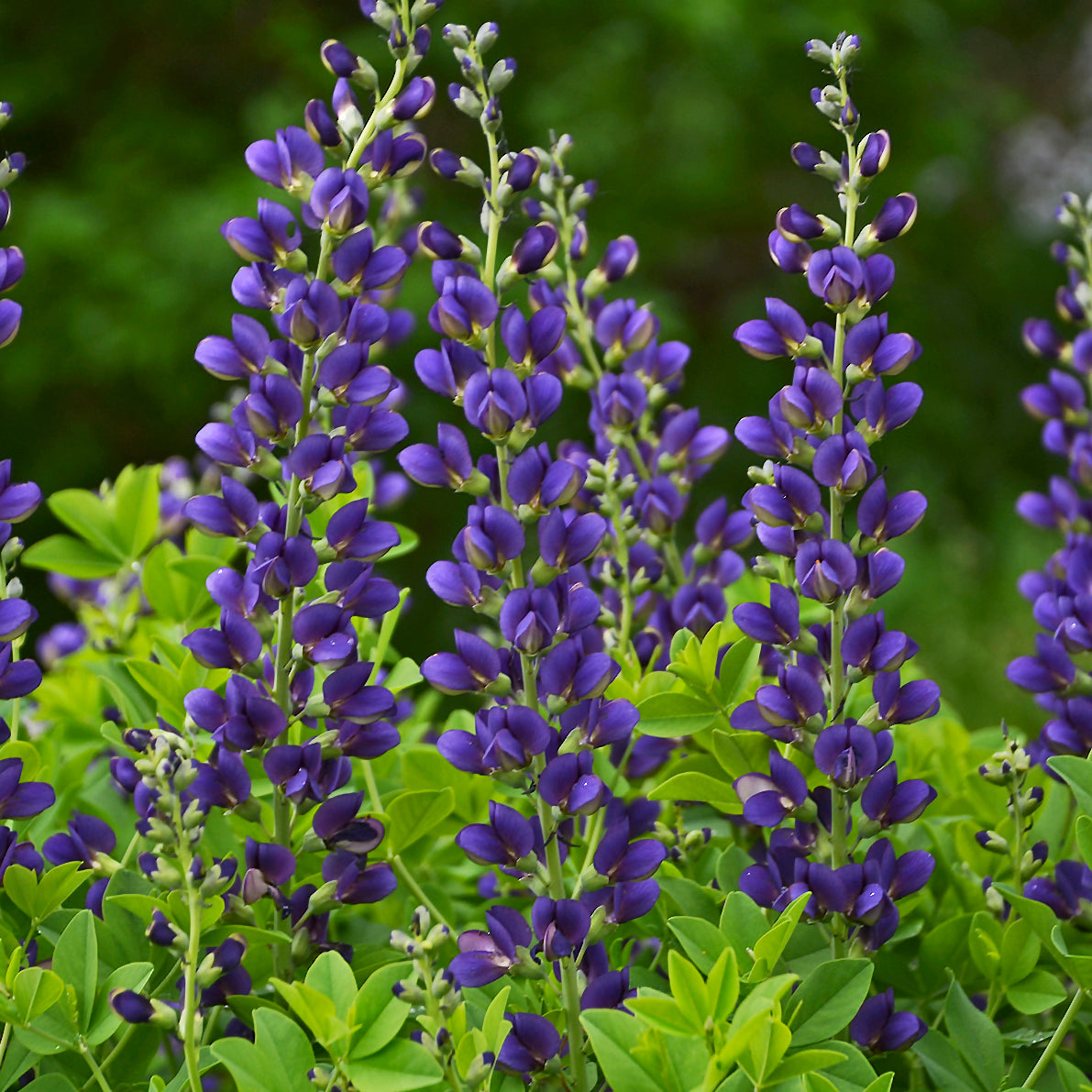 Baptisia 'Sparkling Sapphires'