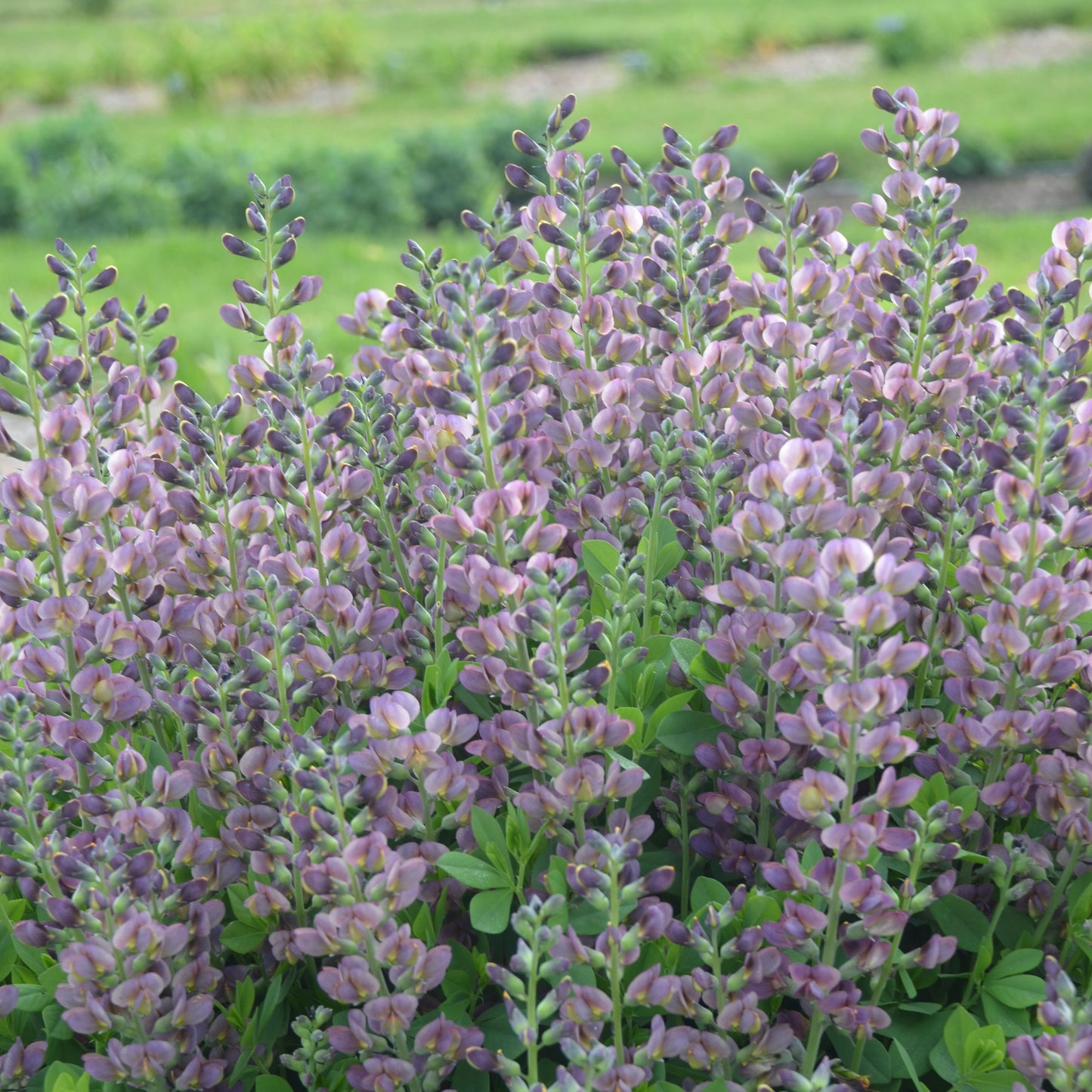 Baptisia 'Violet Dusk'