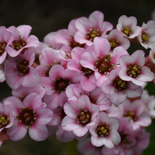 Bergenia x 'Peppermint Patty'