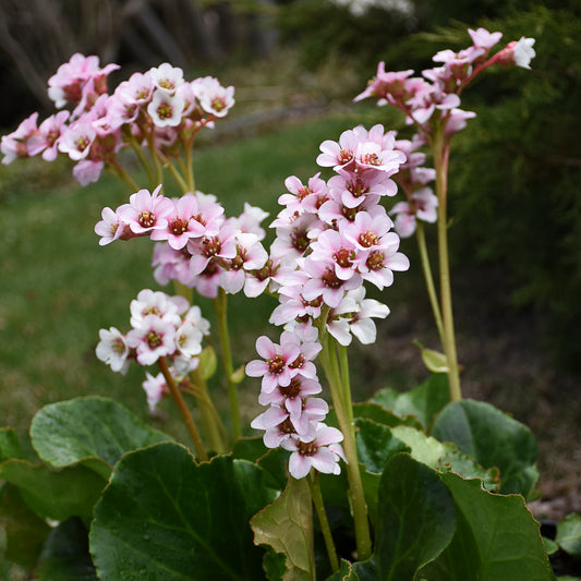 Bergenia x 'Peppermint Patty'