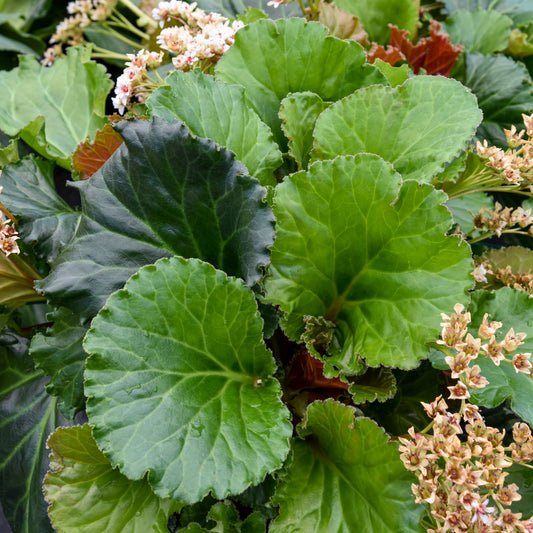 Bergenia x 'Ripple Effects'