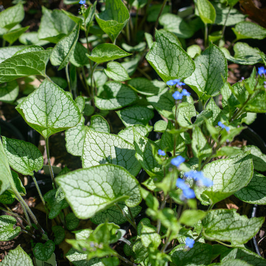 An image showing Brunnera macrophylla 'Sterling Silver' with heart-shaped silver foliage and clusters of small blue flowers.