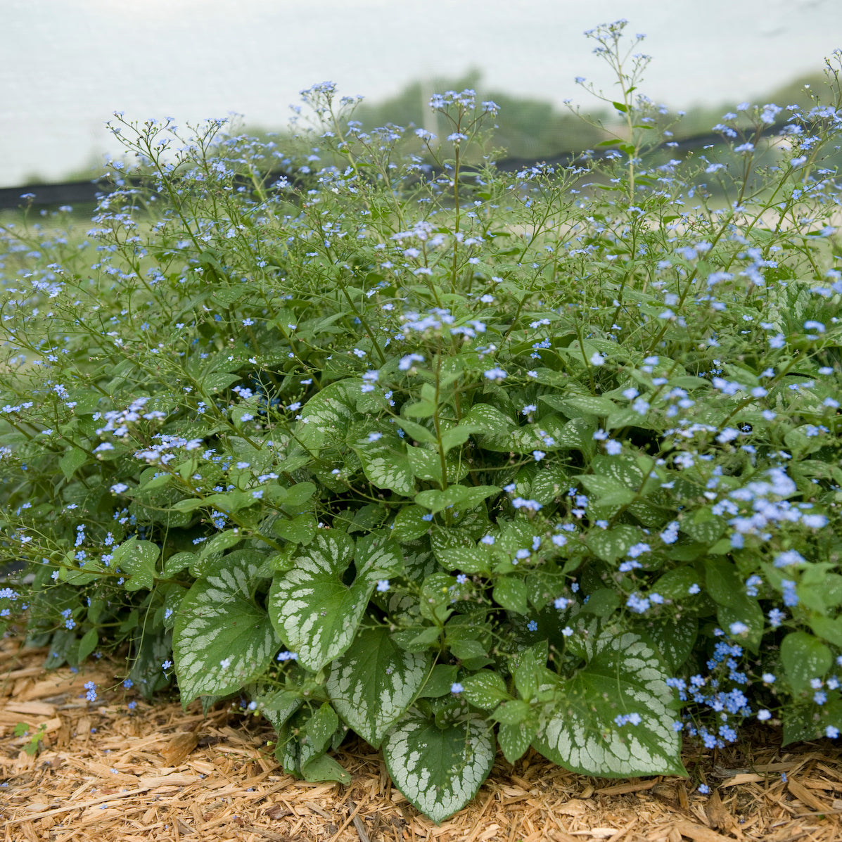 Brunnera macrophylla 'Emerald Mist'