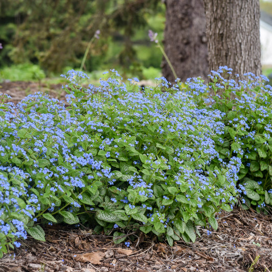 Brunnera macrophylla 'Jack of Diamonds'