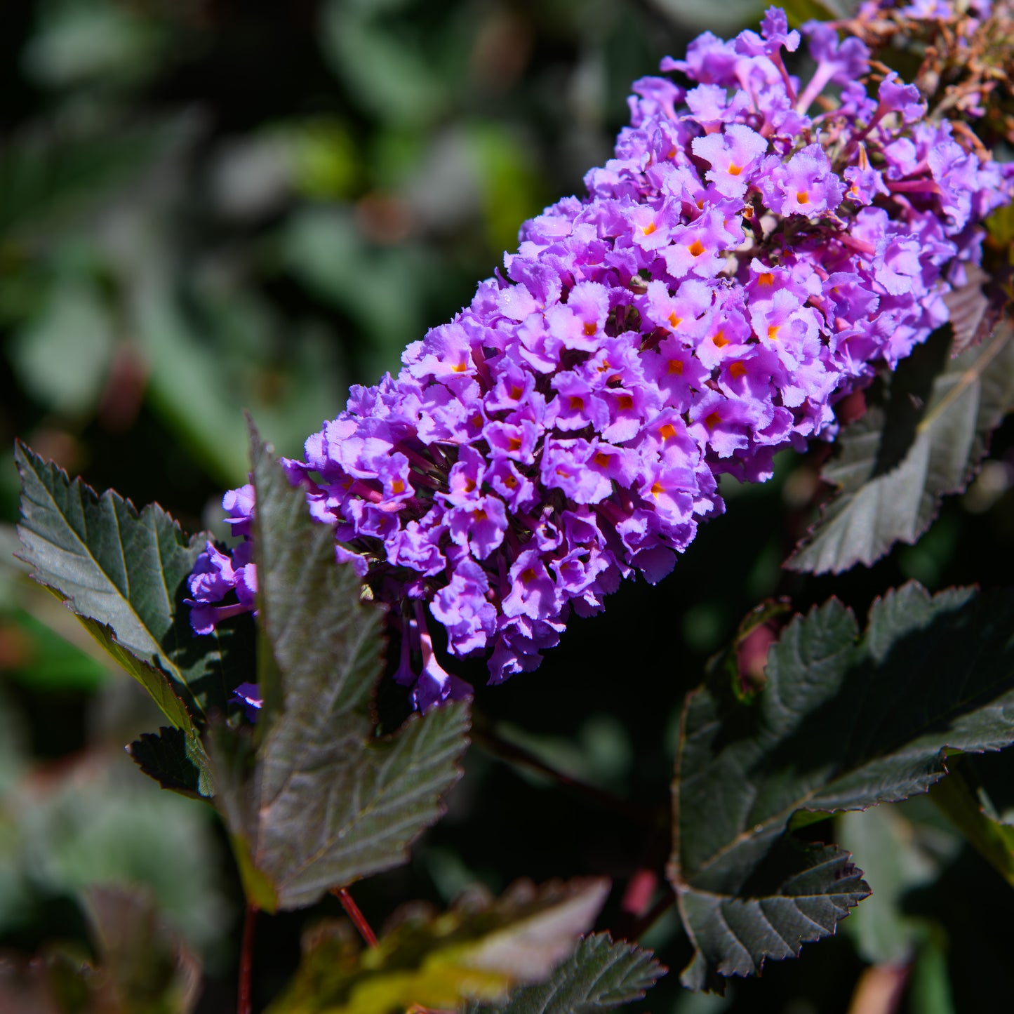 Buddleia x 'Nanho Purple'