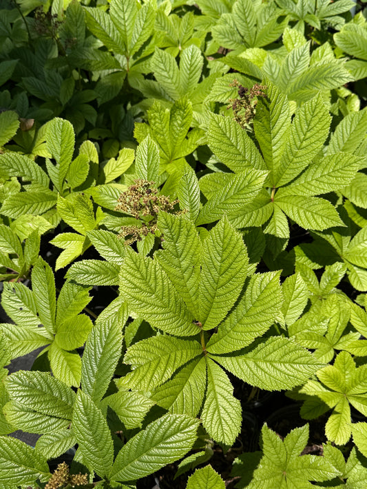 Rodgersia pinnata 'Smaragd'