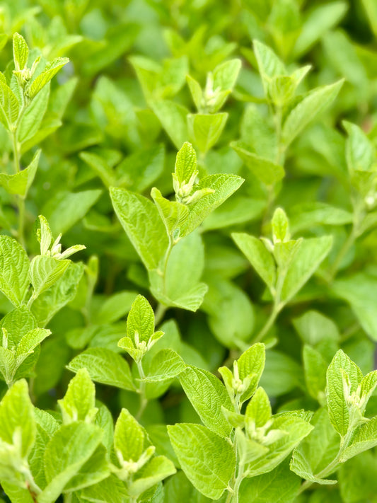 Ceanothus americanus (New Jersey Tea)