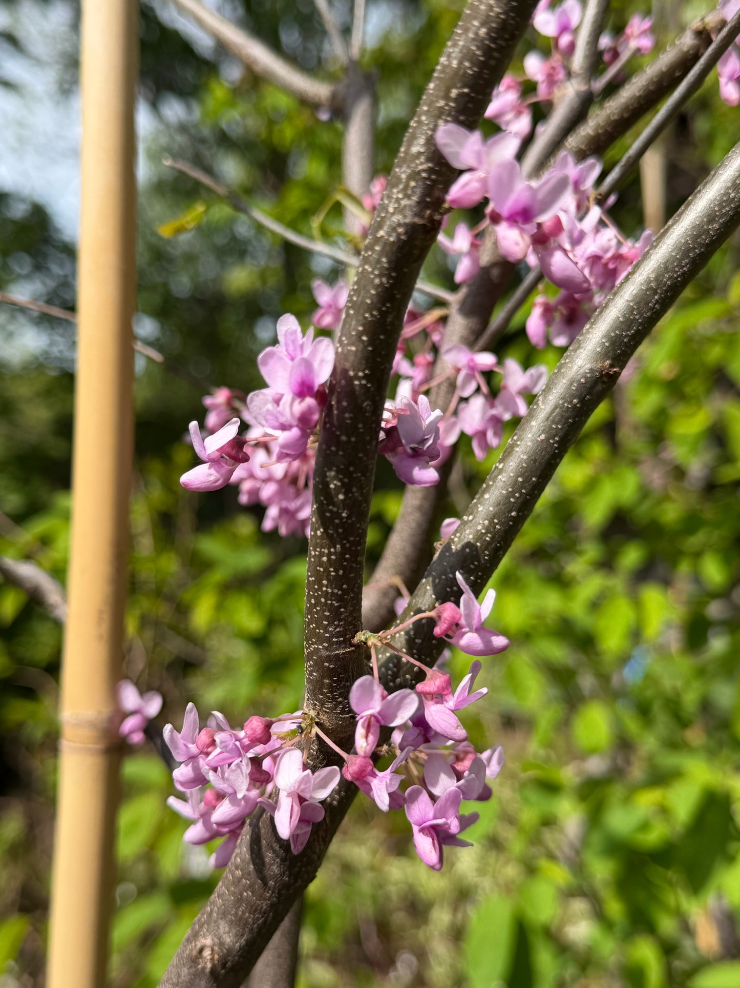 Cercis canadensis 'Northern Herald' (Redbud)