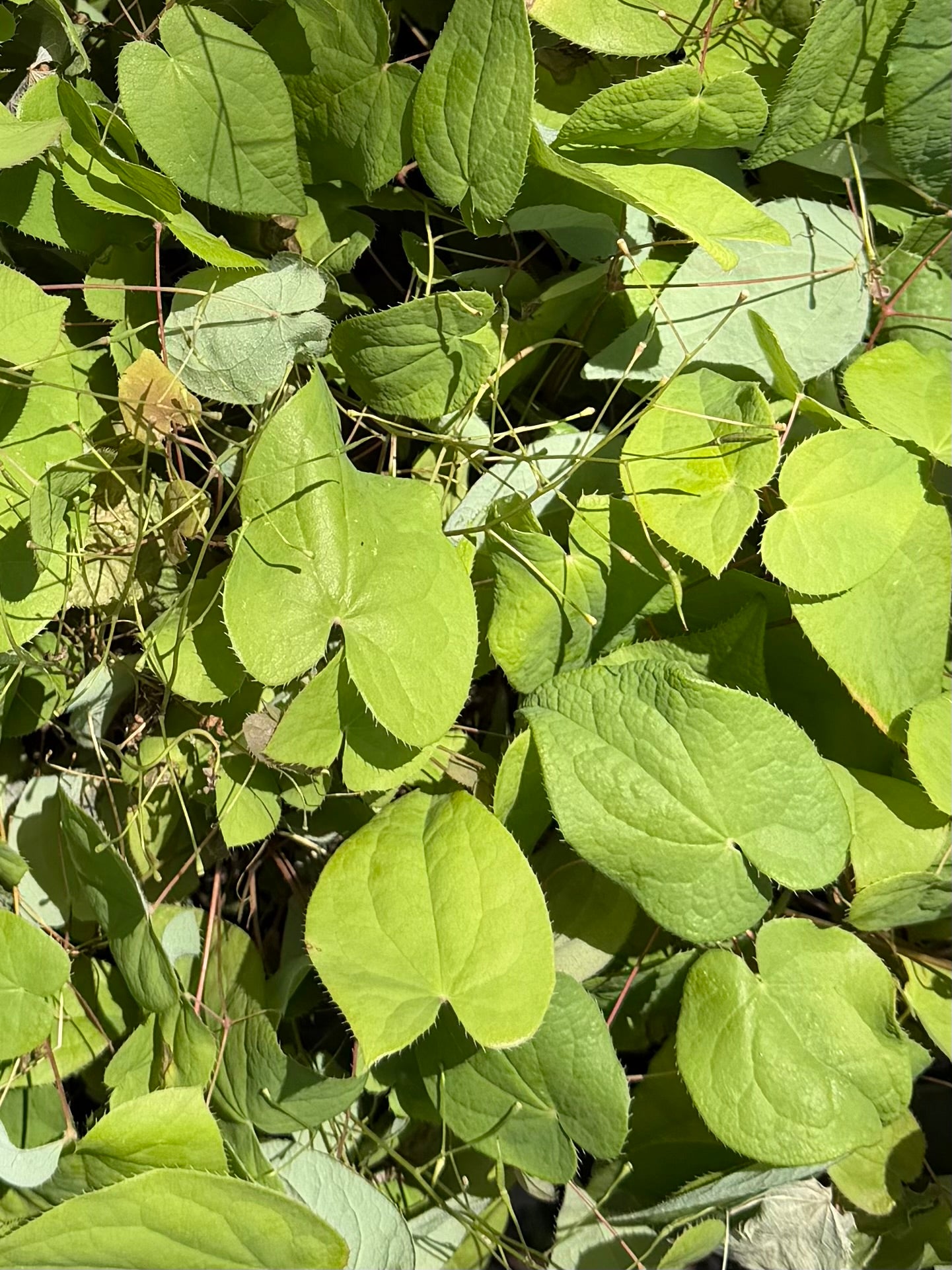 Epimedium 'Raspberry Rhapsody' (Raspberry Rhapsody Fairy Wings)