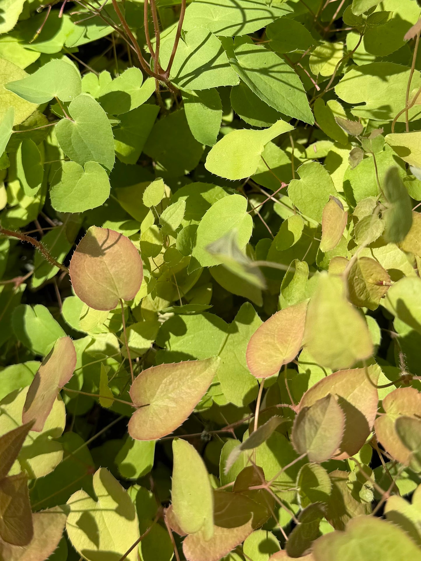 Epimedium grandiflorum ‘Yubae’