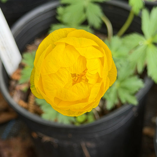 Trollius x cultorum 'Lemon Queen'