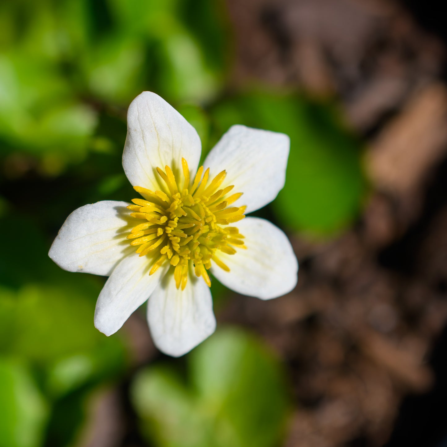 Caltha palustris 'Alba'