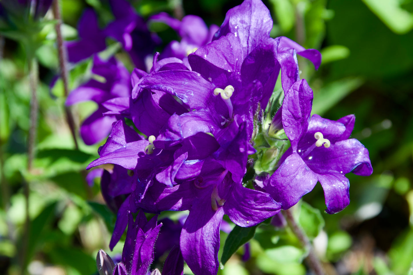 Campanula glomerata 'Joan Elliot'