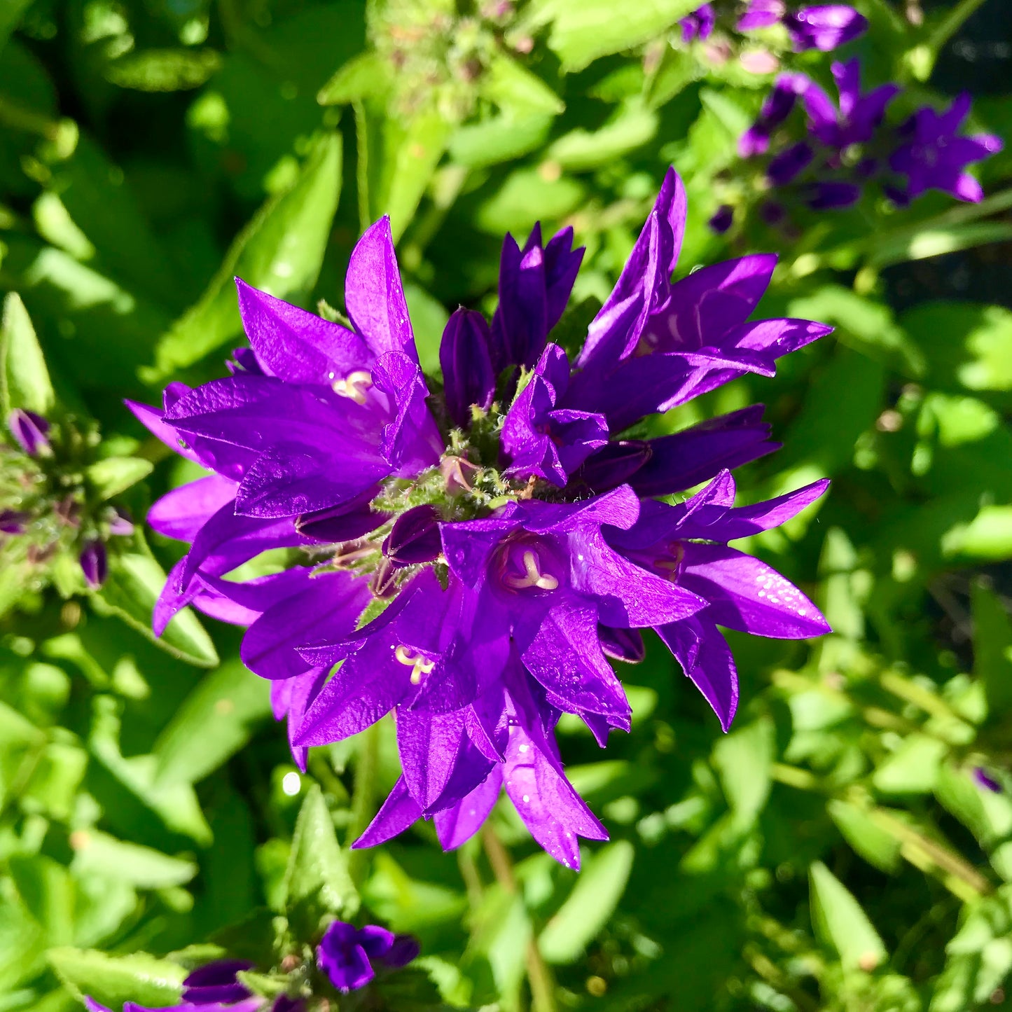 Campanula glomerata 'Odessa'