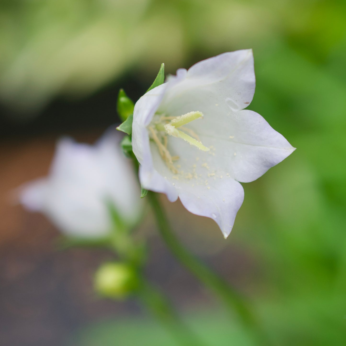 Campanula persicifolia 'Chettle Charm'