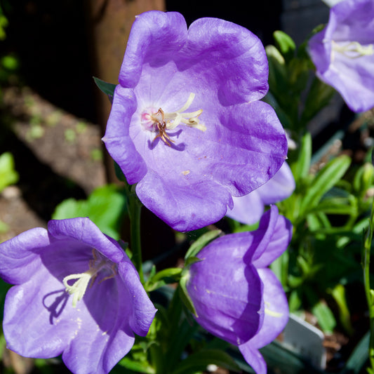 Campanula persicifolia  'Takion Blue'