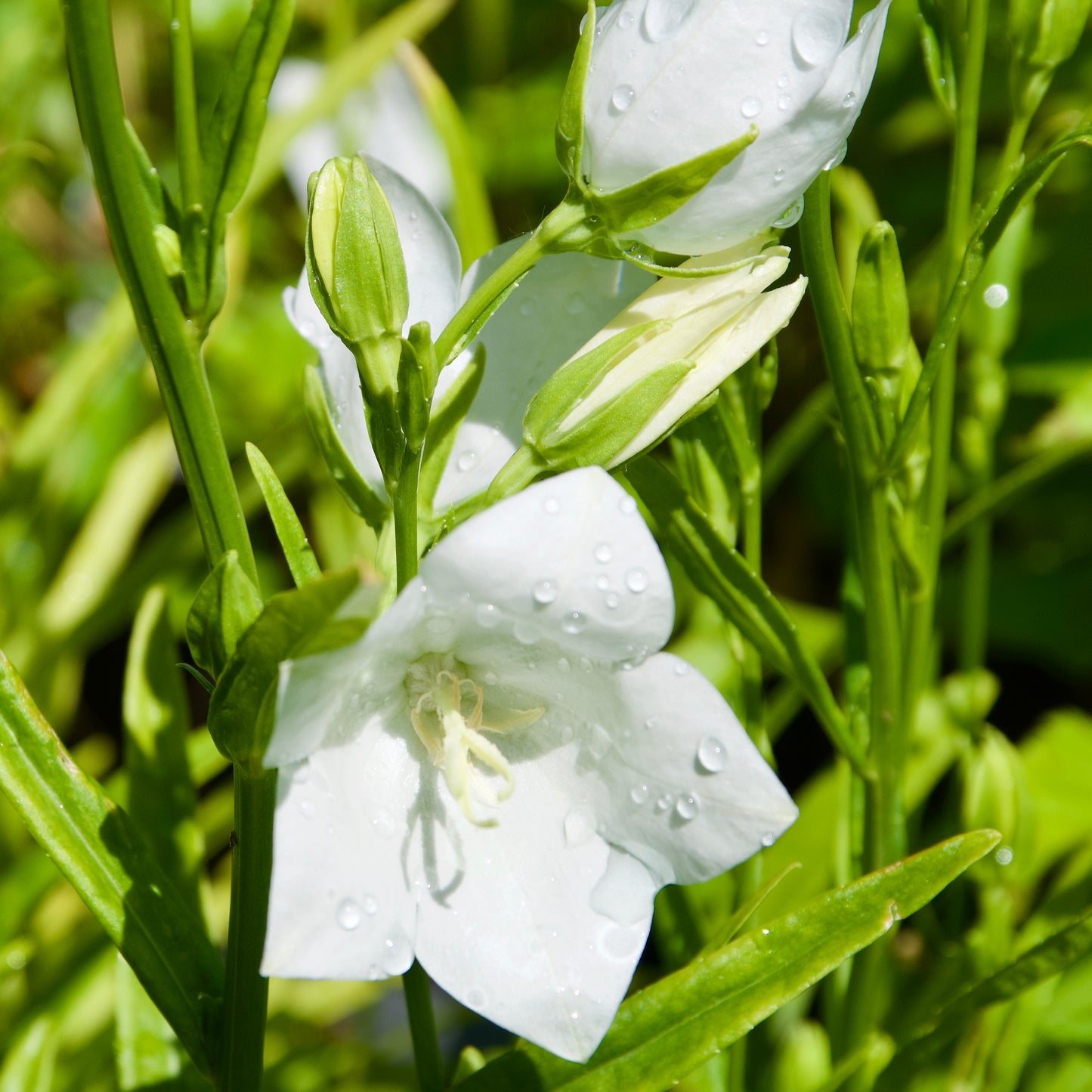 Campanula persicifolia 'Takion White'