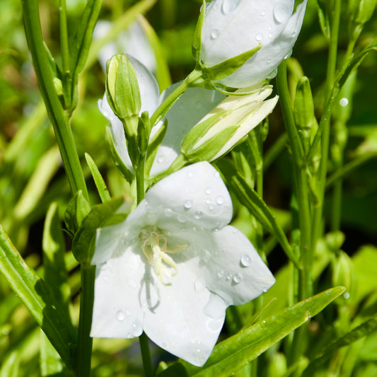 Campanula persicifolia  'Takion White'