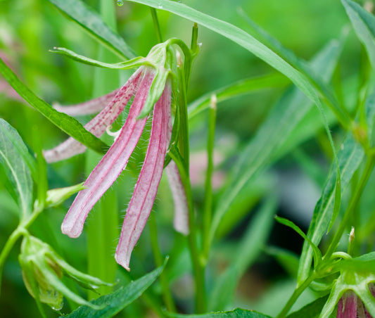 Campanula x  'Pink Octopus'