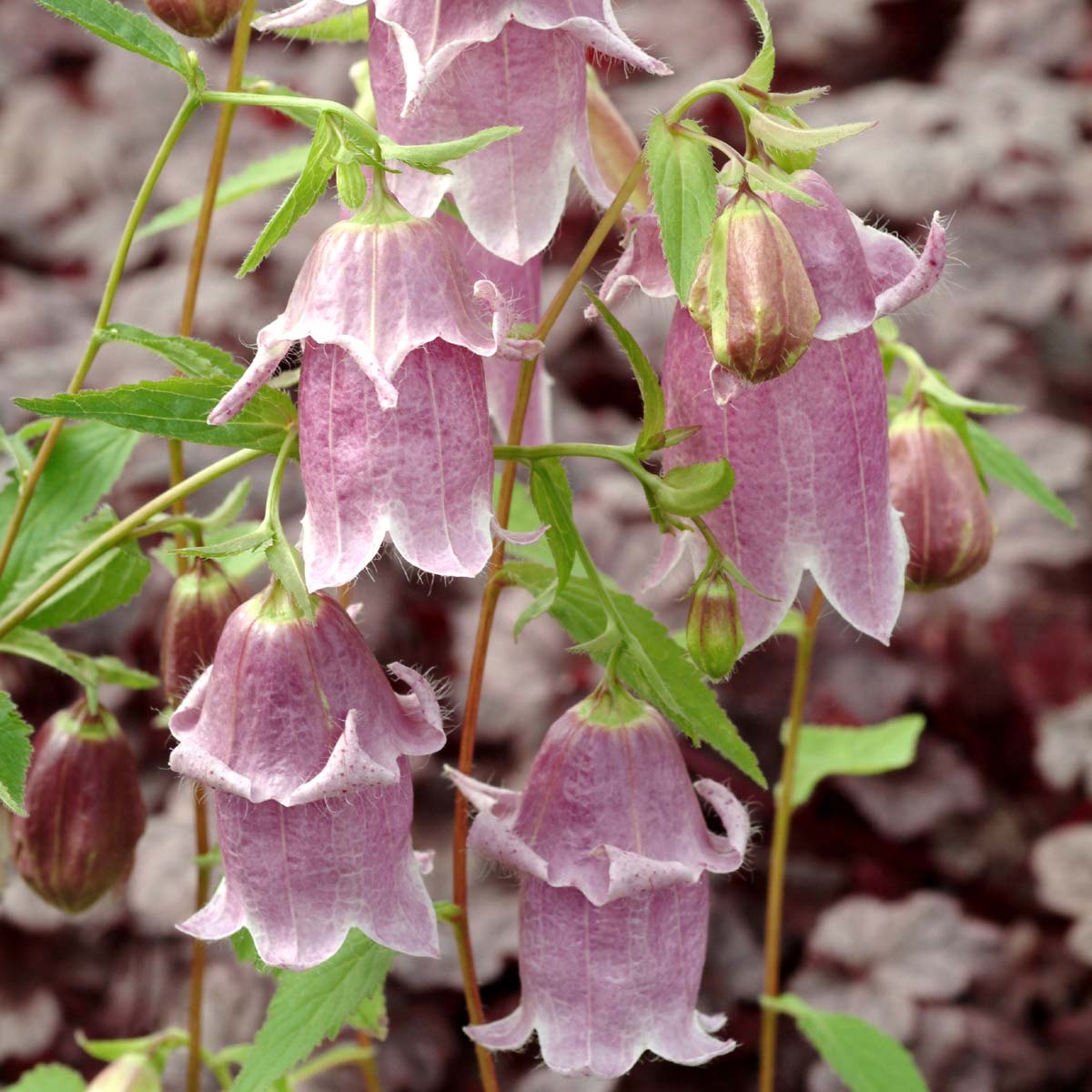 Campanula punctata 'Pantaloons'
