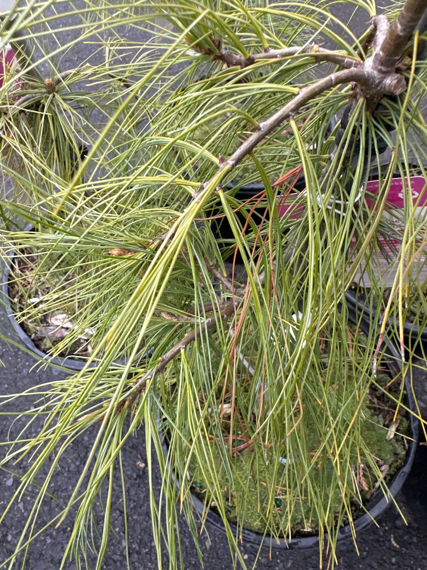 Pinus strobus 'Angel Falls' (Angel Falls Weeping Eastern White Pine)