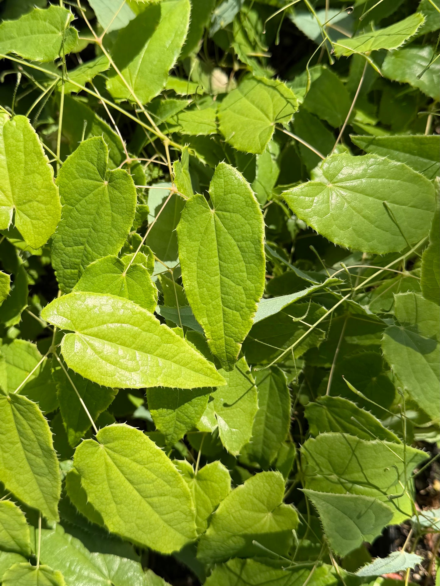 Epimedium x 'Space Invaders'