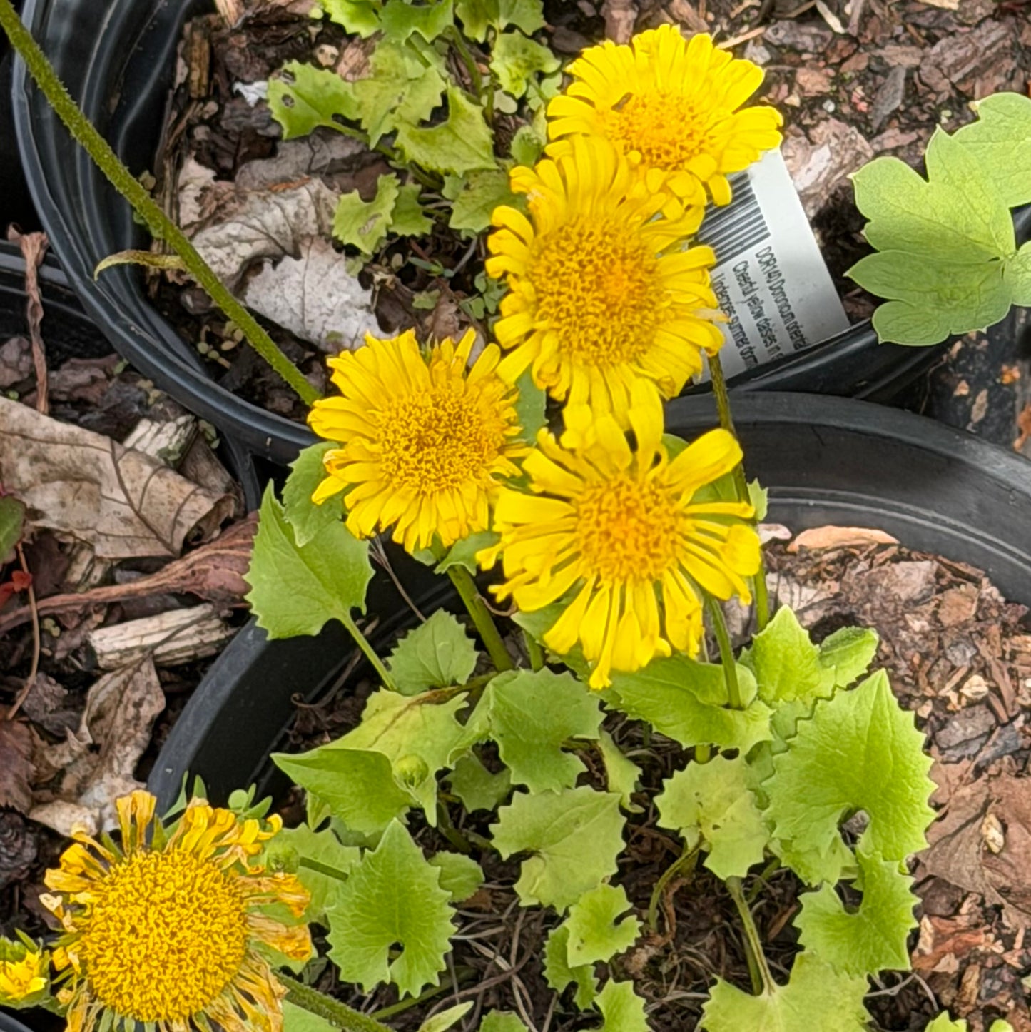 Doronicum orientale 'Little Leo' (Leopard's Bane)