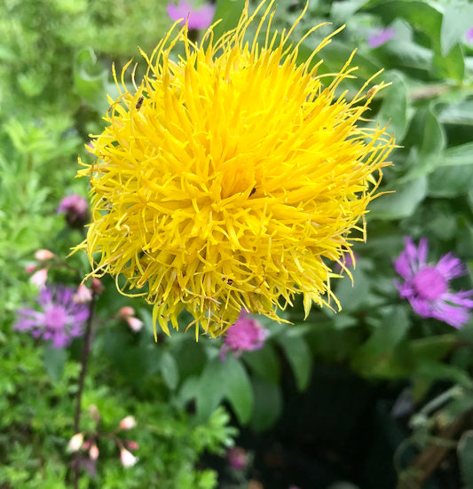 Centaurea macrocephala