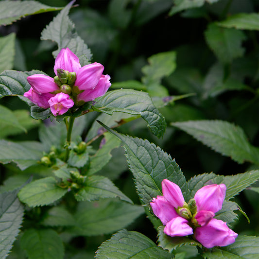Chelone obliqua 'Tiny Tortuga'