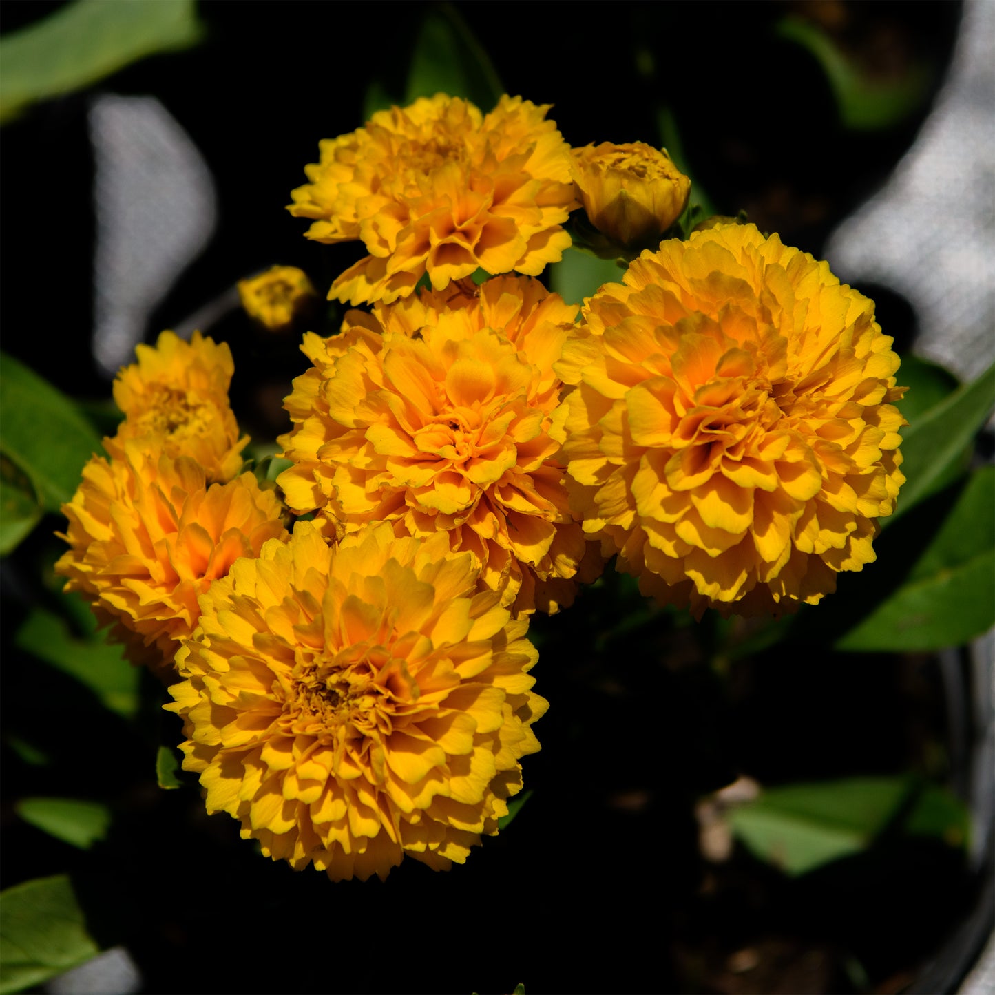 Coreopsis grandiflora Solanna™ 'Golden Sphere' (Tickseed)