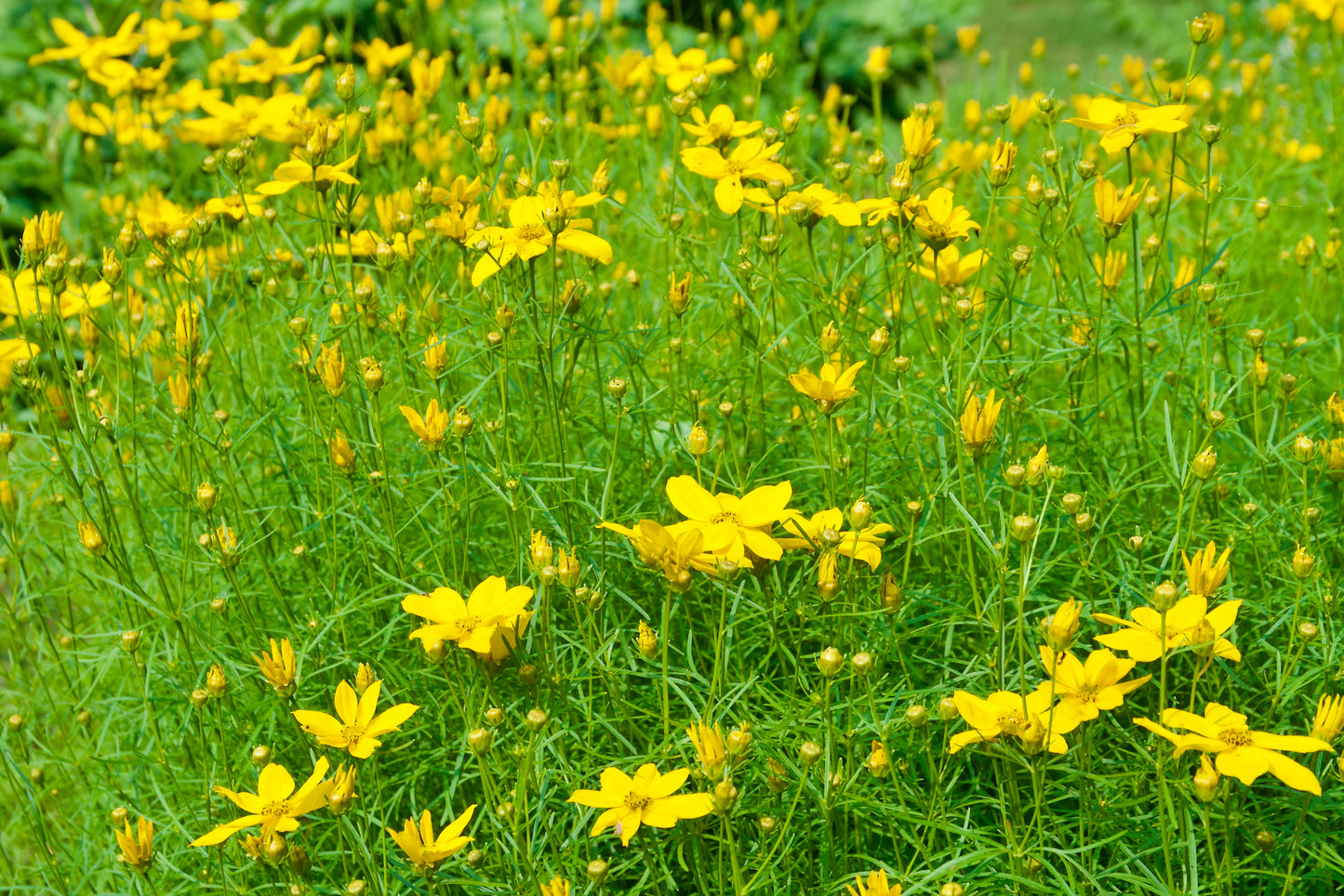 Coreopsis verticillata 'Golden Gain'