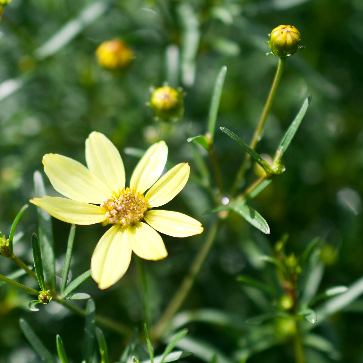 Coreopsis verticillata 'Moonbeam'