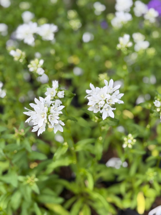 Close-up of white flowers with green leaves on a blurred natural background