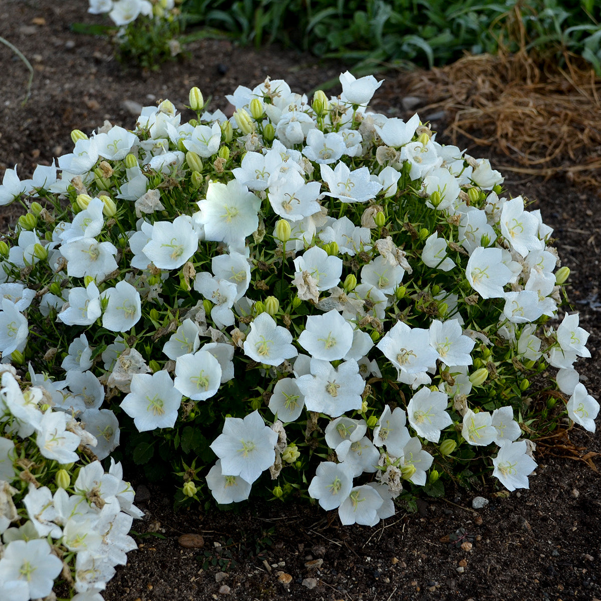 Campanula carpatica 'Rapido White' (Bellflower)