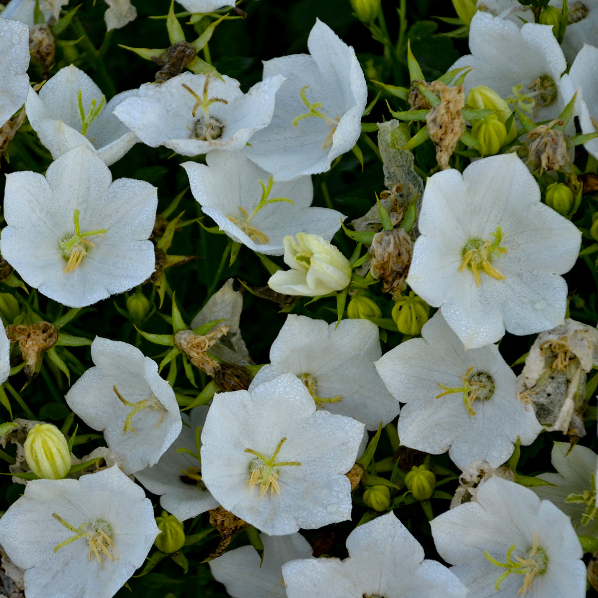 Campanula carpatica 'Rapido White' (Bellflower)