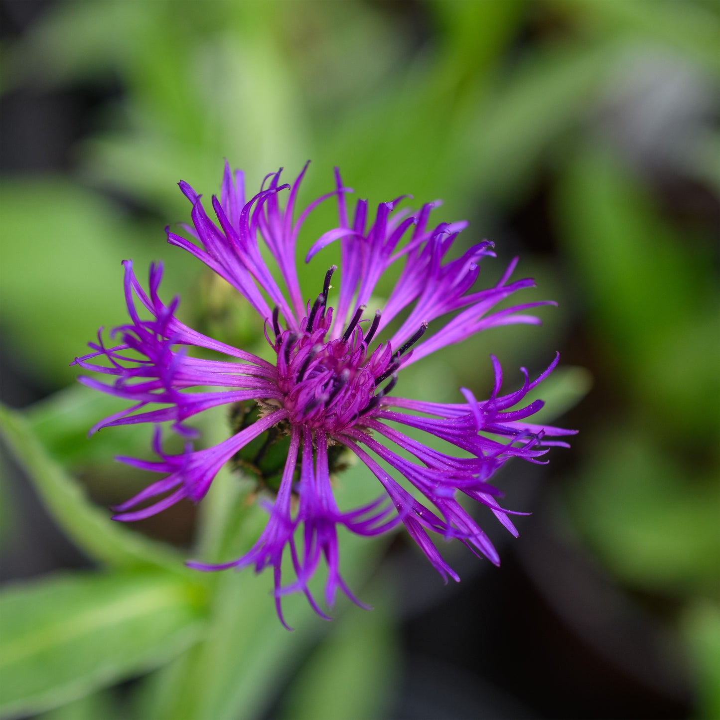 Centaurea montana 'Amethyst Dream'