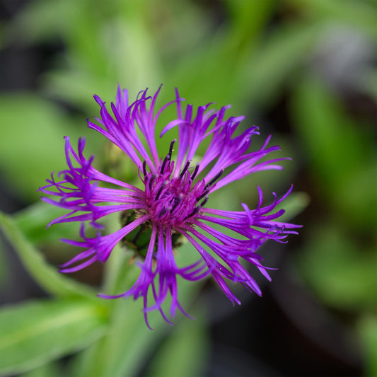 Centaurea montana 'Amethyst Dream' (Bachelor Button)