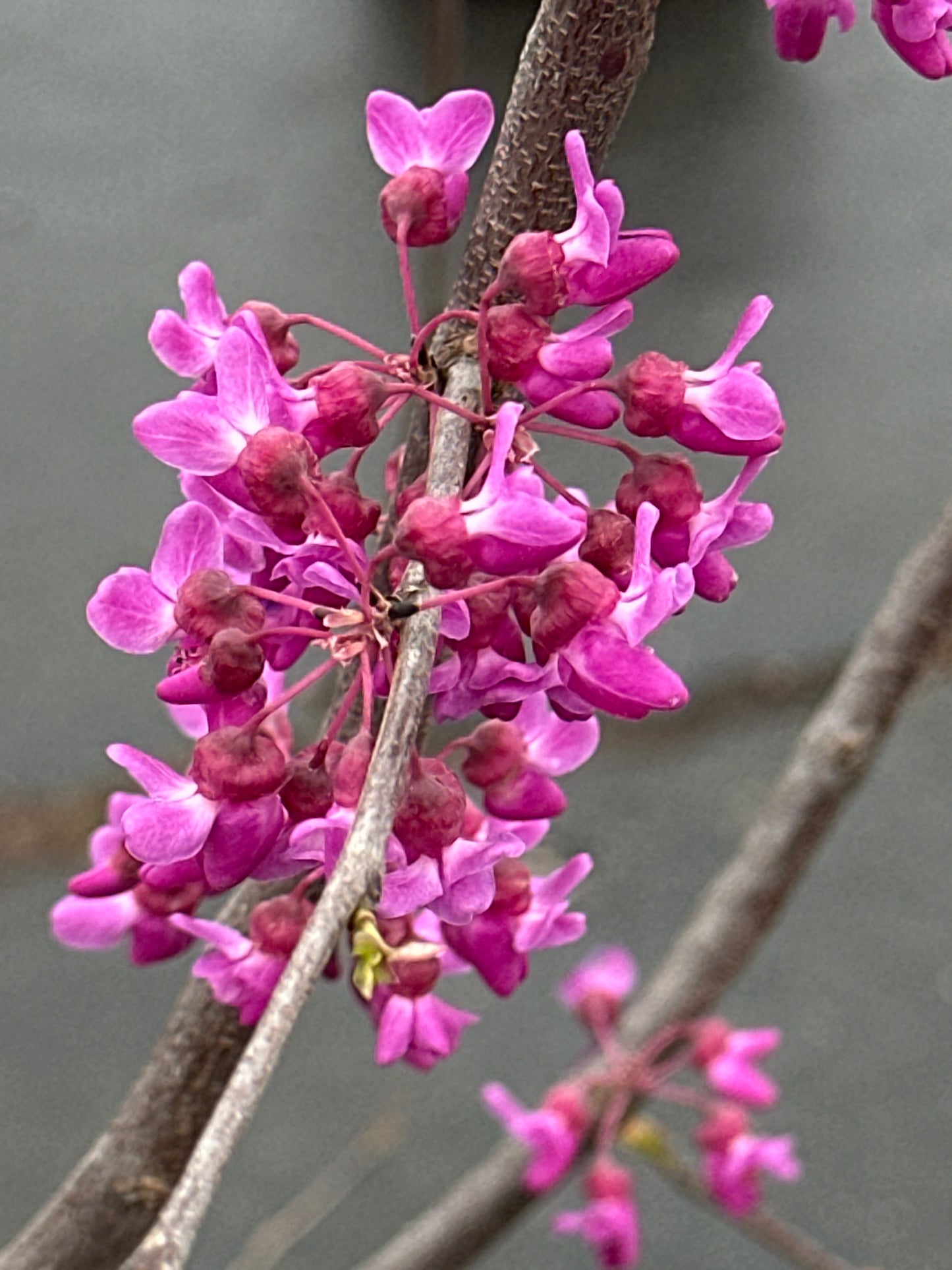 Close-up of pink flowers on a branch with a neutral background
