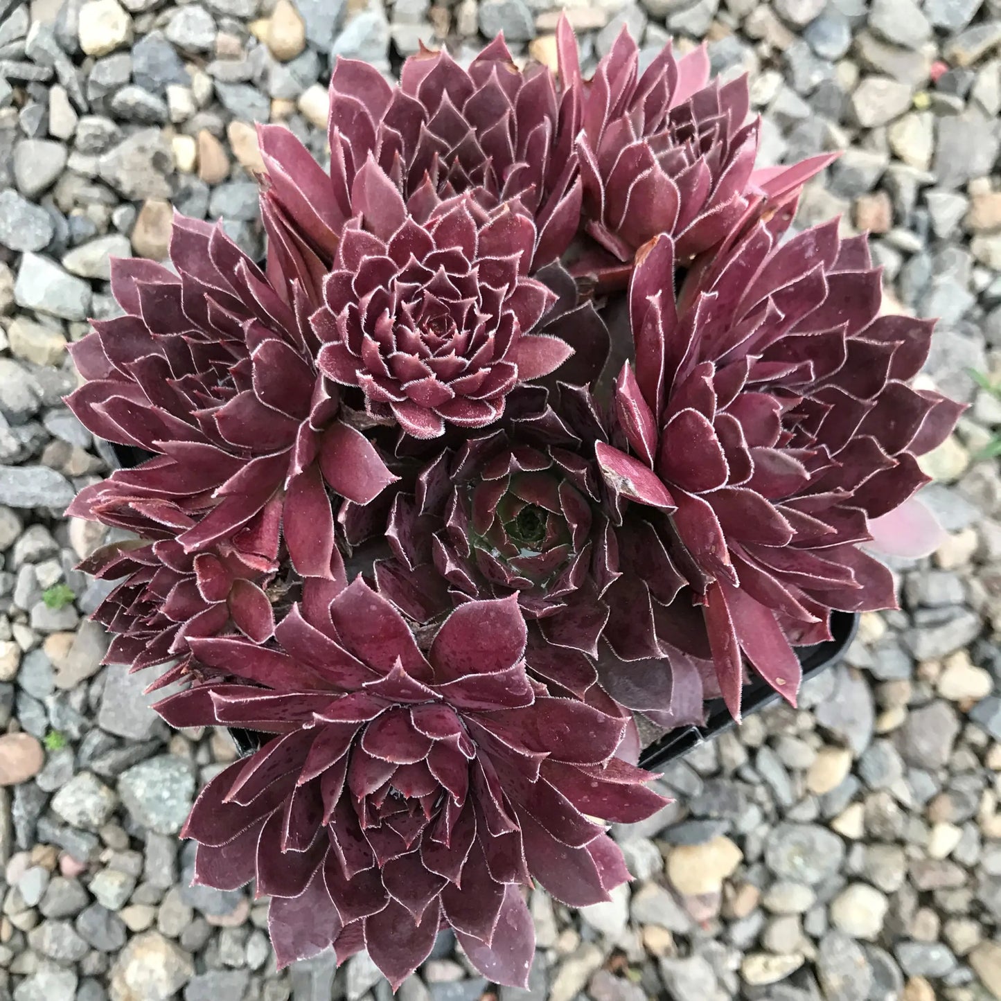 Sempervivum Chick Charms® Chocolate Kiss™ (Hens & Chicks)