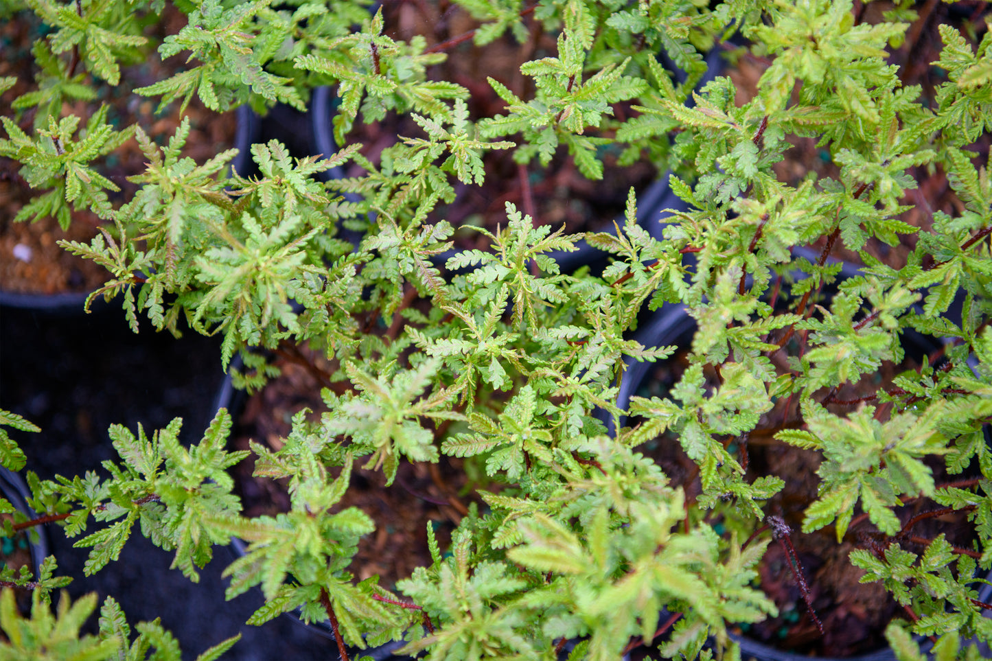 Comptonia peregrina (Sweet Fern)