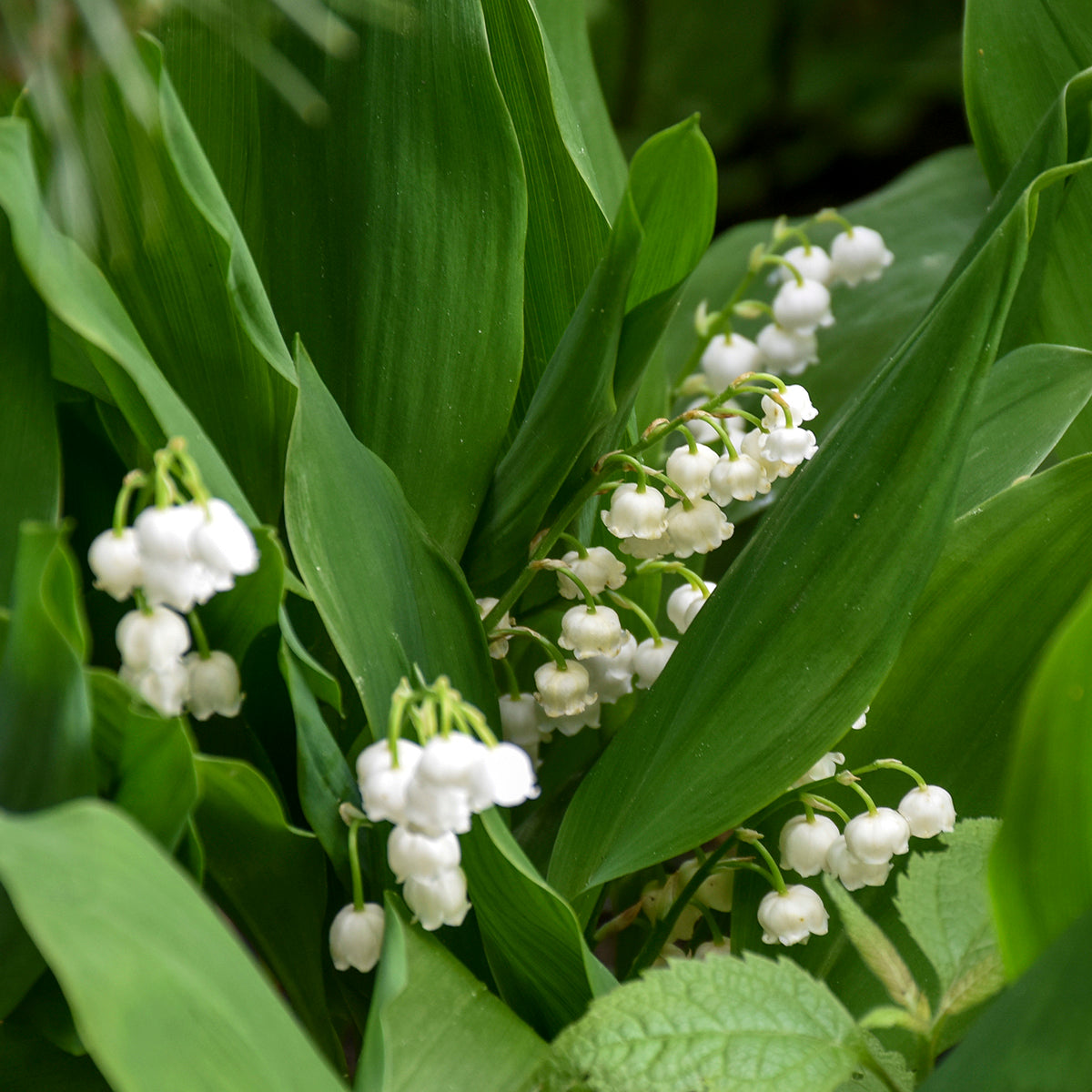 Convallaria majalis