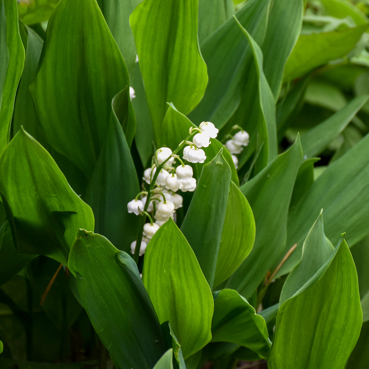 lily of the valley may flower Convallaria Majalis Lily of the Valley