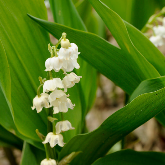 Convallaria majalis 'Bordeaux'