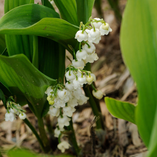 Convallaria majalis 'Bordeaux' (Lily of the Valley)