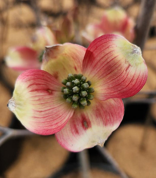 Cornus florida 'Cherokee Brave' (Flowering Dogwood Tree)